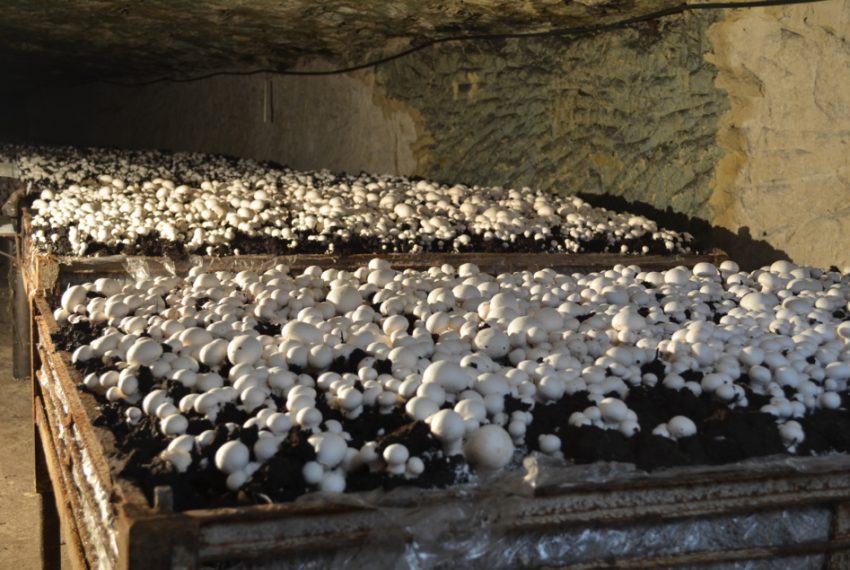 Cave Vivante du Champignon