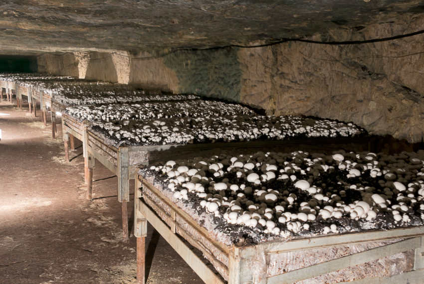 À la découverte des champignons dans les galeries et caves du Maine-et-Loire