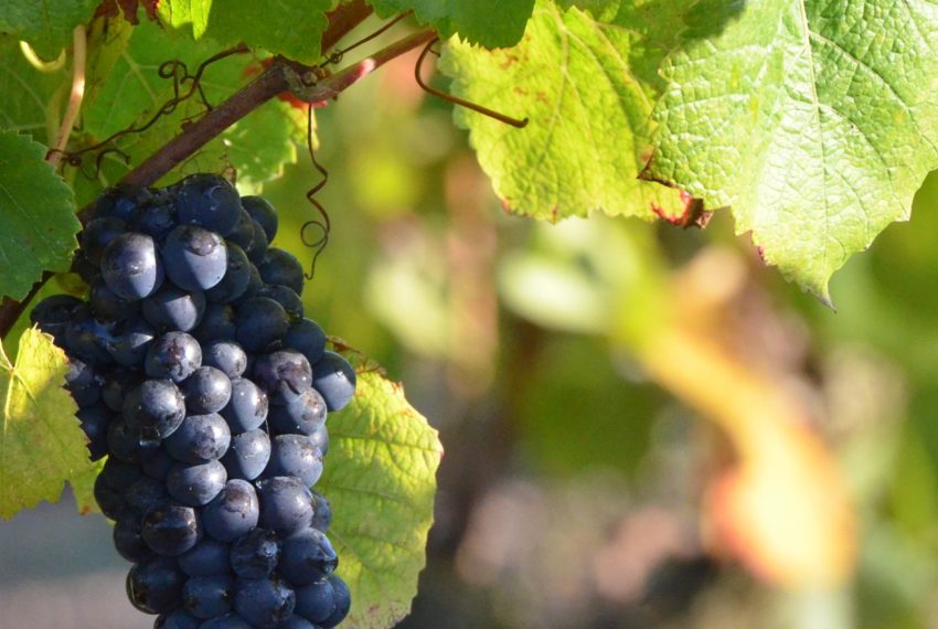 Domaine St Nicolas (3)