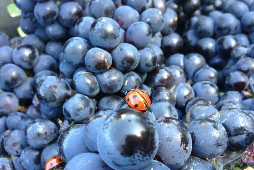 Domaine Saint Nicolas 8-Raisins