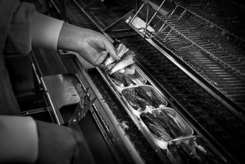 Production sardines - retouchée
