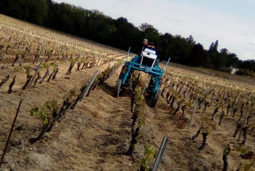 travail de la vigne