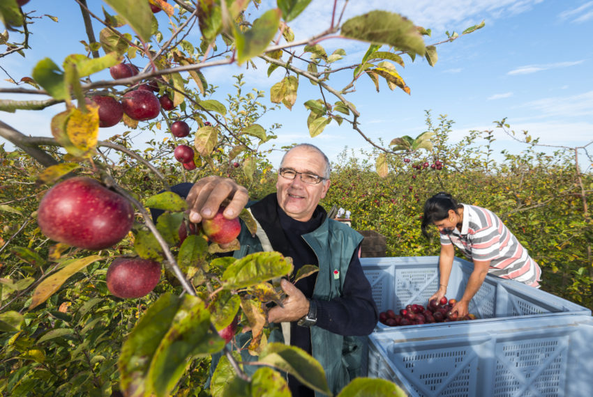 cueillette des pommes