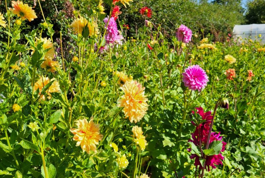 Le jardin de Pauline (8)