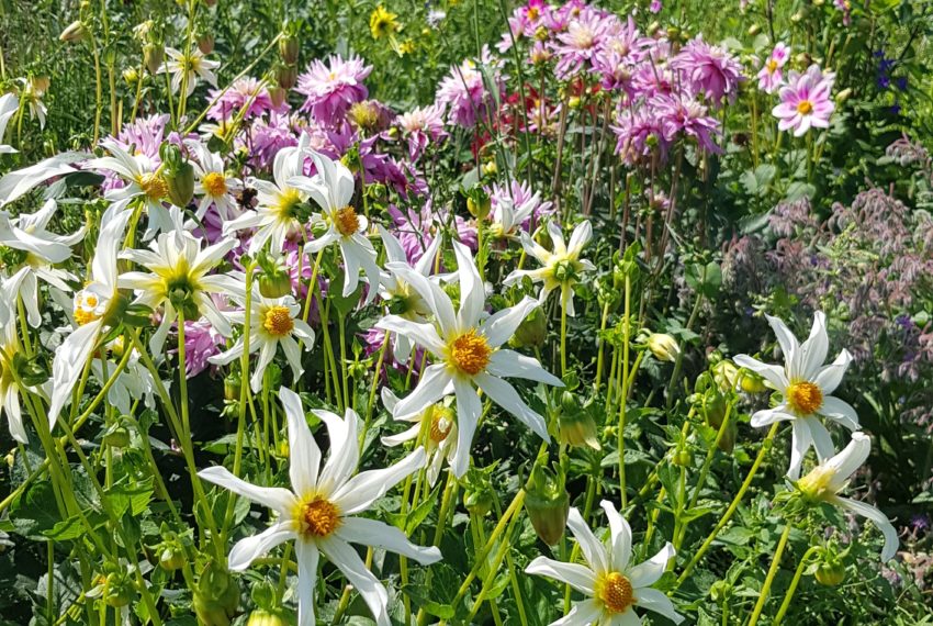 le jardin de Pauline (3)