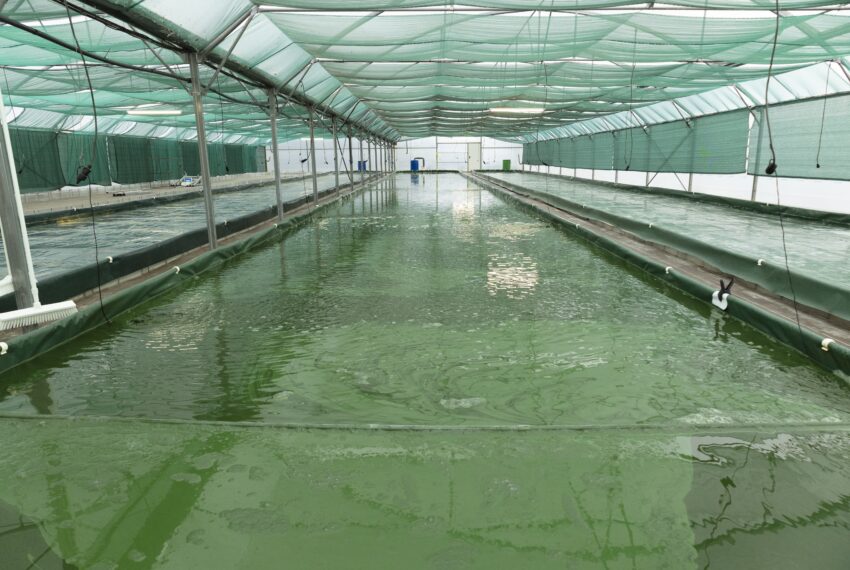 Spiruline Angevine (JRVE 2026)