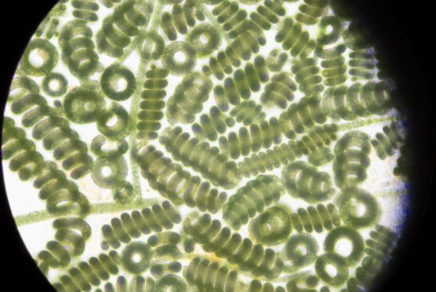 spiruline angevine (298)