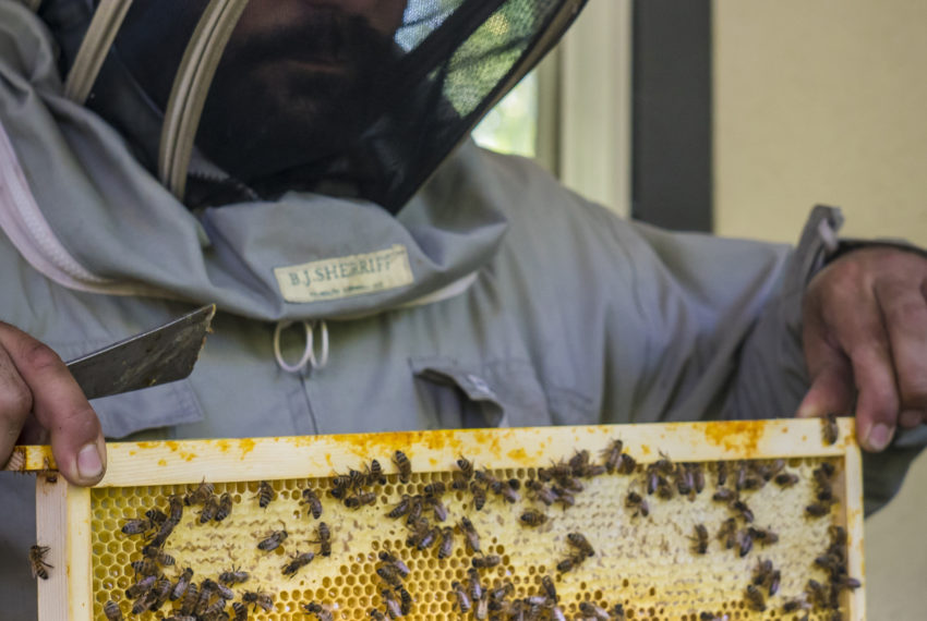 la-ruche-de-mary-saint-andre-de-la-marche-sev-ete-2022-kiosque-abeille-apiculteur-visite-guidee©FrançoisCrampon (13)