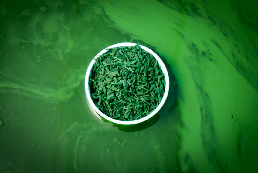 La Cabane à Spiruline (JRVE 2025)