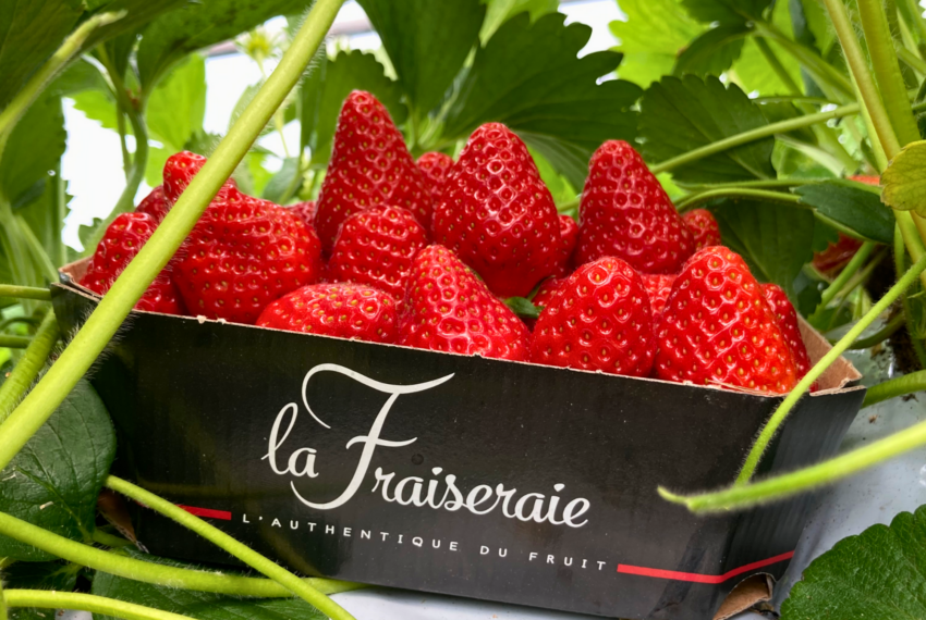 La Fraiseraie 1