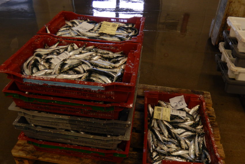 produit poissons criée STG (3)