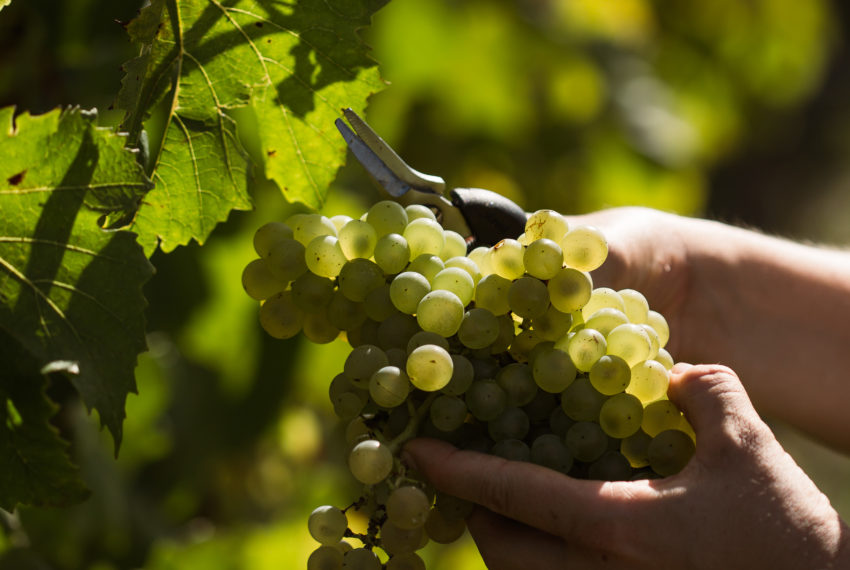 Vendanges (234 sur 316)