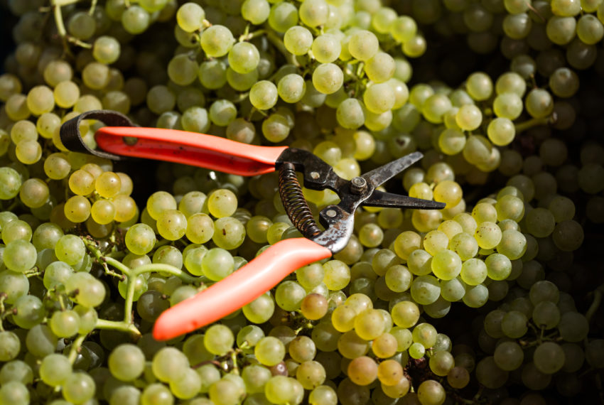Vendanges (294 sur 316)