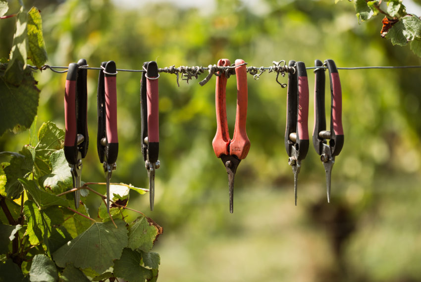 Vendanges (295 sur 316)