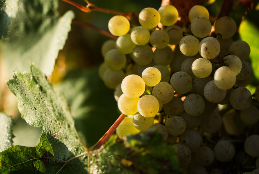 Vendanges (37 sur 316)