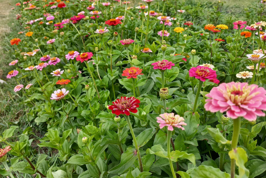 Les Fleurs du Héron Blanc 2