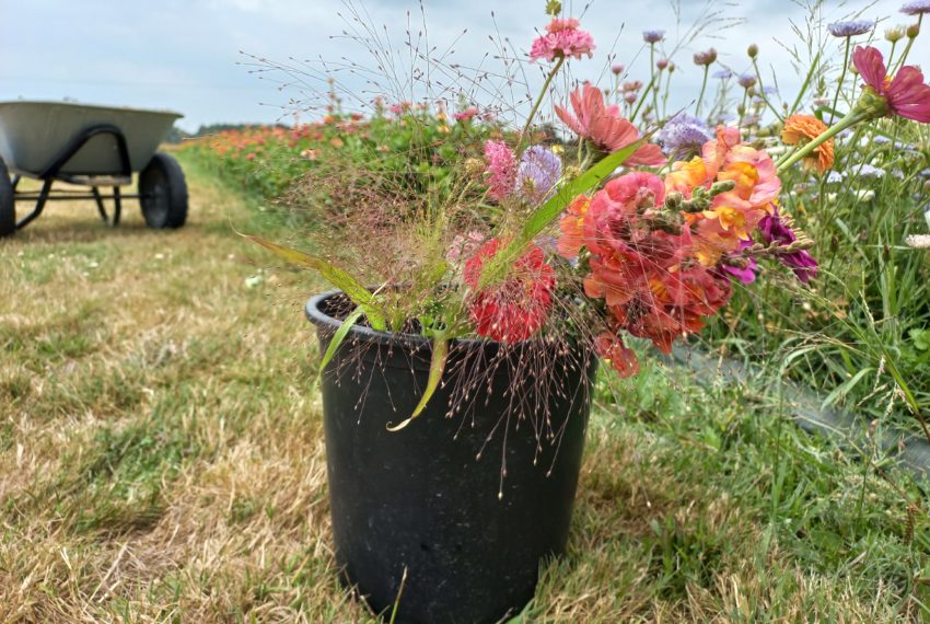 Les Fleurs du Héron Blanc 3