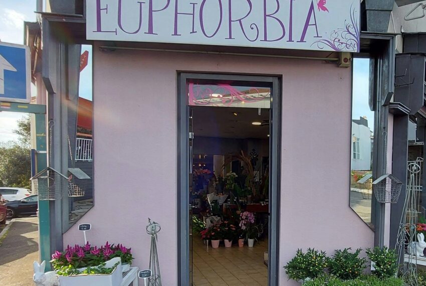 EUPHORBIA FLEURS (JRVE 2026)