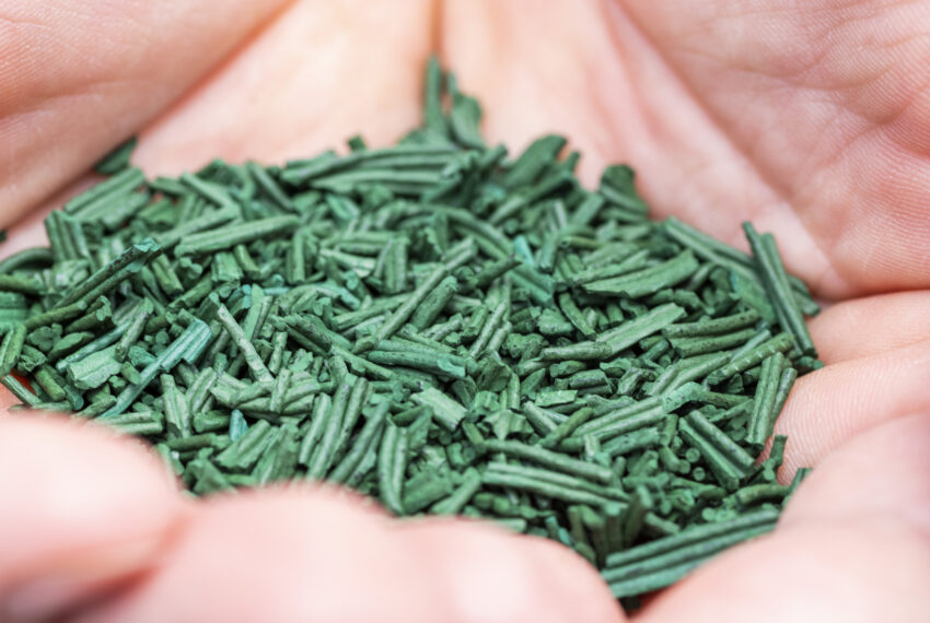 spiruline